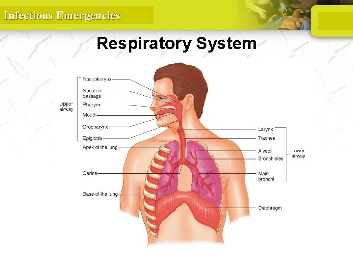 Infectious Emergencies Respiratory System 90 