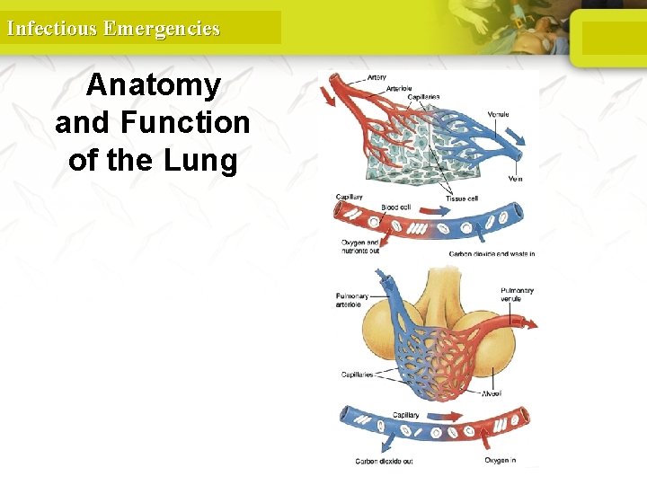 Infectious Emergencies Anatomy and Function of the Lung 96 