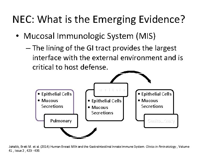 NEC: What is the Emerging Evidence? • Mucosal Immunologic System (MIS) – The lining