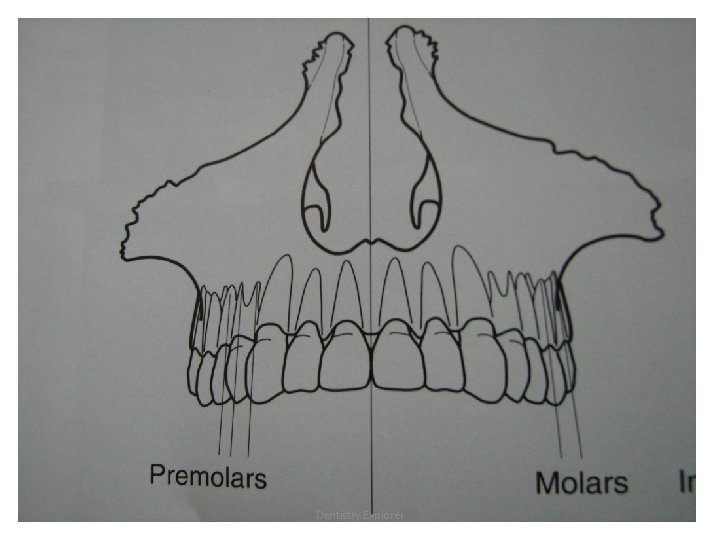 Dentistry Explorer 