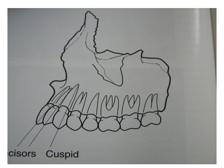 Dentistry Explorer 