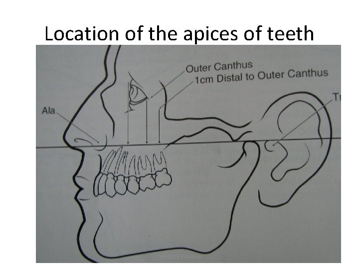 Location of the apices of teeth Dentistry Explorer 