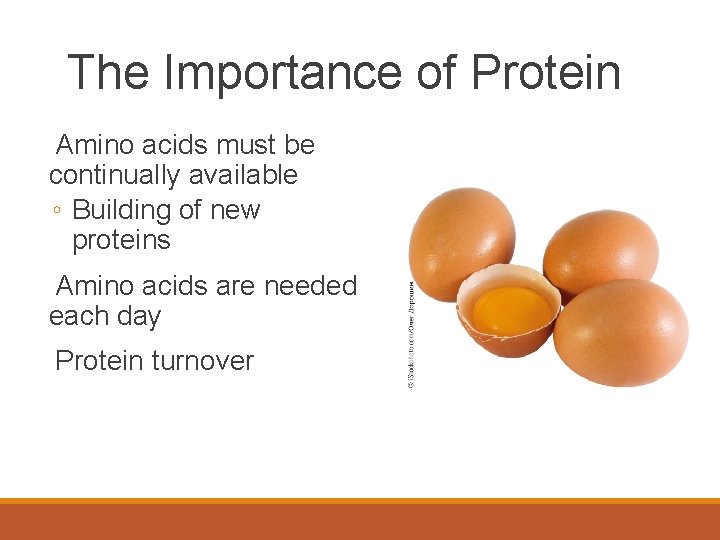 The Importance of Protein Amino acids must be continually available ◦ Building of new