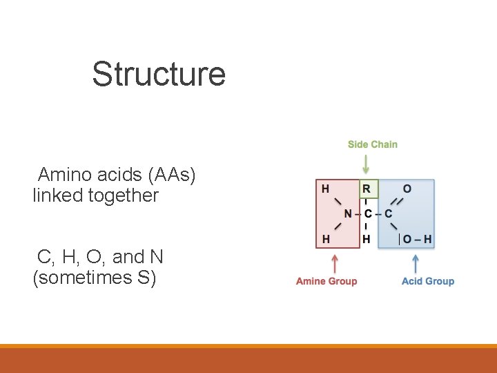 Structure Amino acids (AAs) linked together C, H, O, and N (sometimes S) 