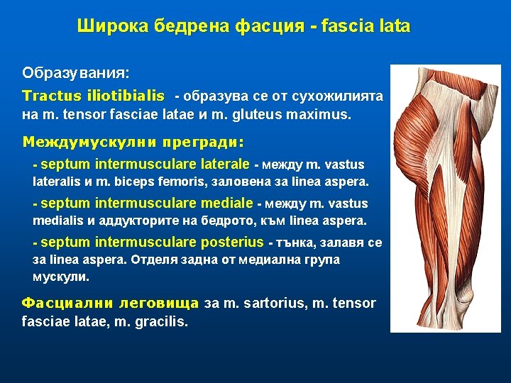Широка бедрена фасция - fascia lata Образувания: Tractus iliotibialis - образува се от сухожилията