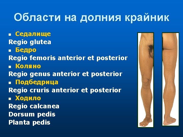 Области на долния крайник Седалище Regio glutea n Бедро Regio femoris anterior et posterior