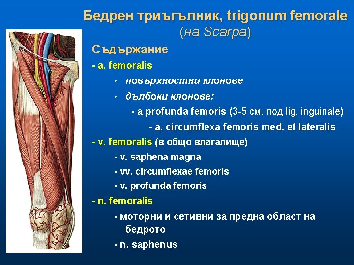 Бедрен триъгълник, trigonum femorale (на Scarpa) Съдържание - a. femoralis • повърхностни клонове •