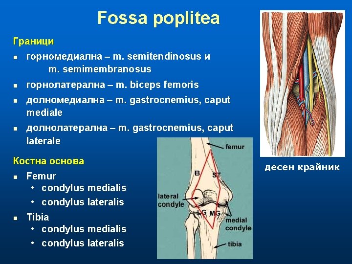 Fossa poplitea Граници n n горномедиална – m. semitendinosus и m. semimembranosus горнолатерална –