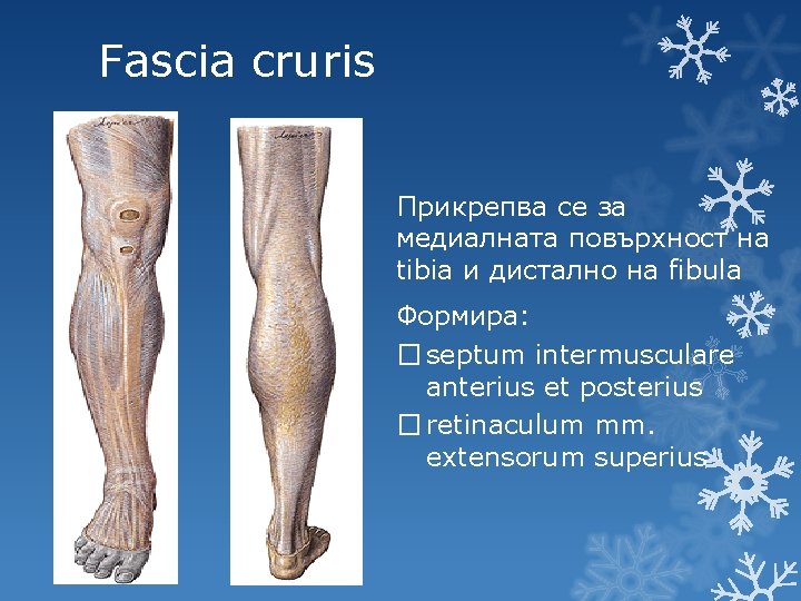 Fascia cruris Прикрепва се за медиалната повърхност на tibia и дистално на fibula Формира: