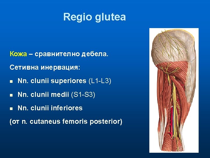 Regio glutea Кожа – сравнително дебела. Сетивна инервация: n Nn. clunii superiores (L 1