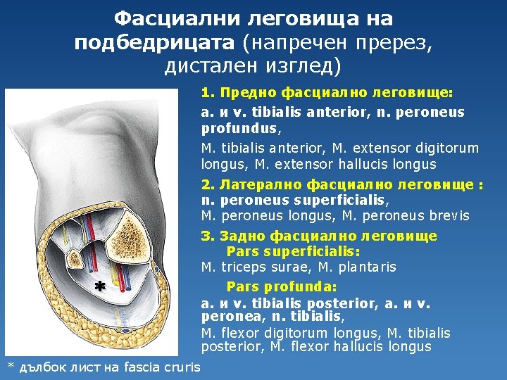 Фасциални леговища на подбедрицата (напречен пререз, дистален изглед) 1. Предно фасциално леговище: a. и