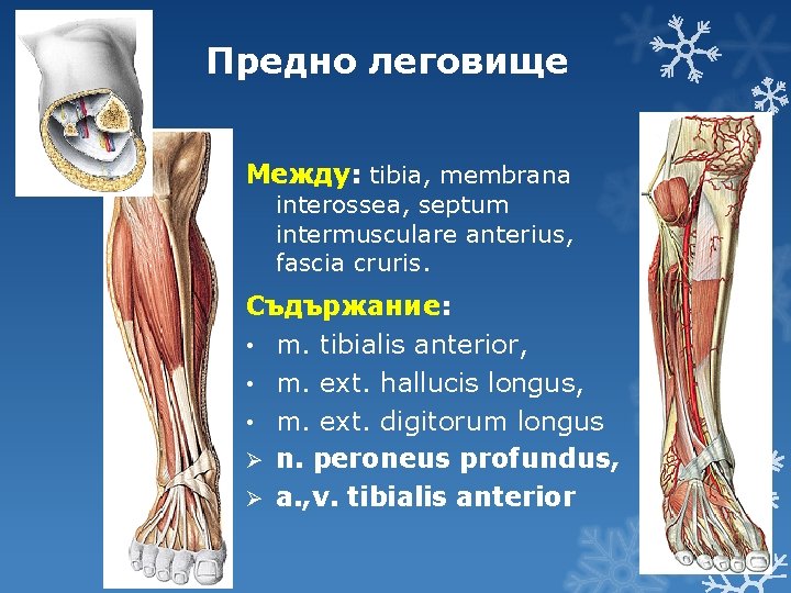 Предно леговище Между: tibia, membrana interossea, septum intermusculare anterius, fascia cruris. Съдържание: • m.