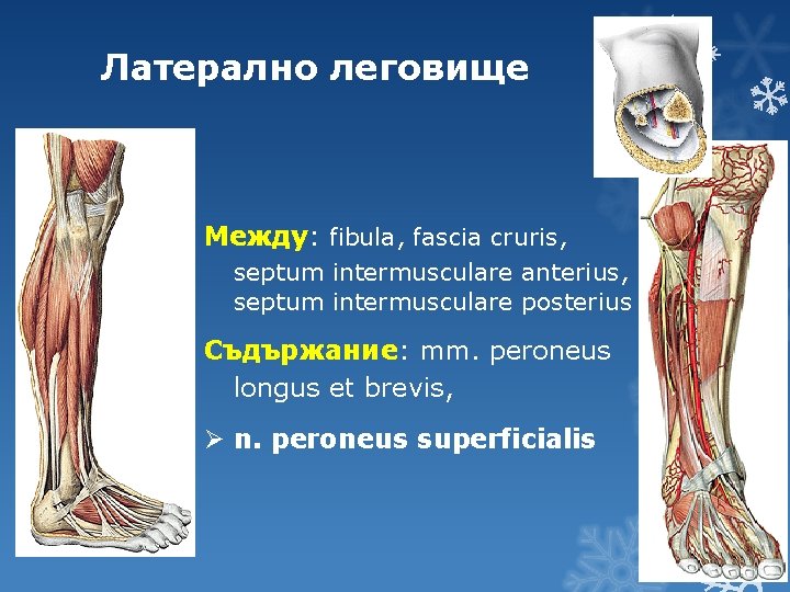 Латерално леговище Между: fibula, fascia cruris, septum intermusculare anterius, septum intermusculare posterius Съдържание: mm.