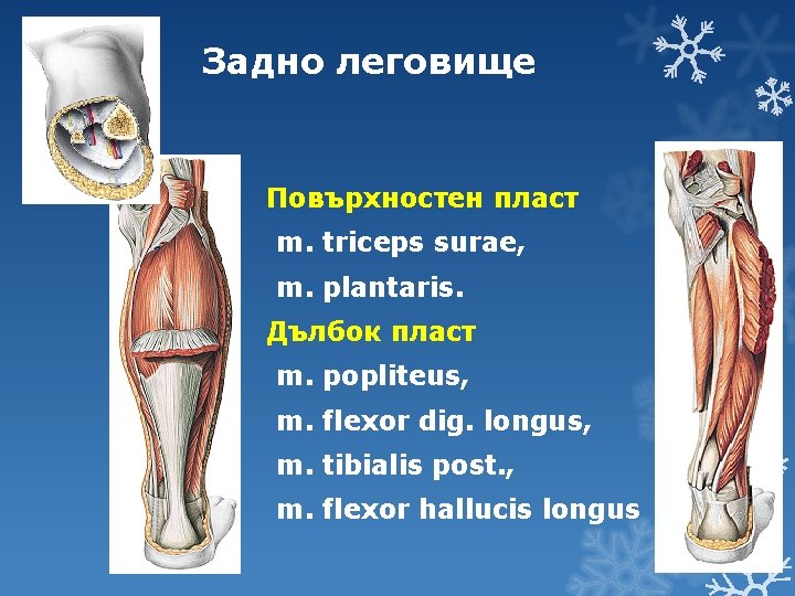 Задно леговище Повърхностен пласт m. triceps surae, m. plantaris. Дълбок пласт m. popliteus, m.