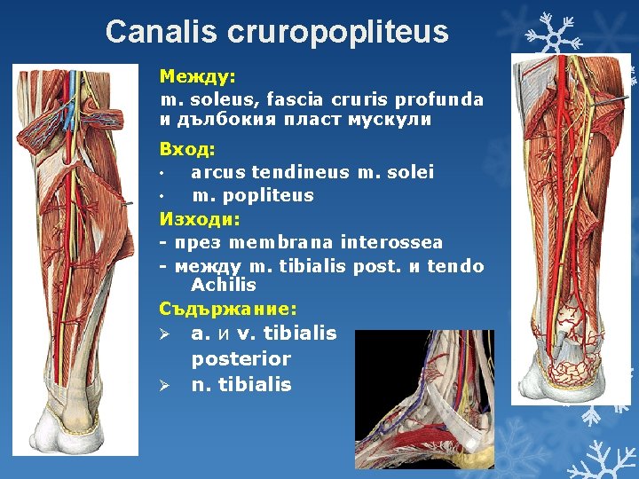 Canalis cruropopliteus Между: m. soleus, fascia cruris profunda и дълбокия пласт мускули Вход: •