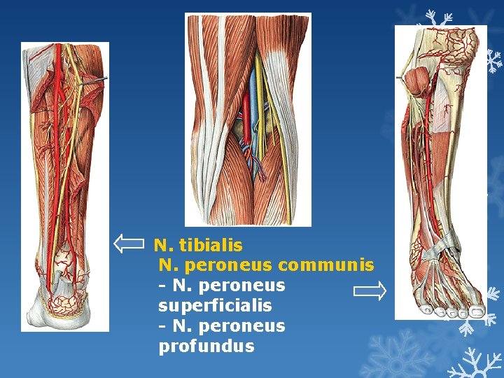 N. tibialis N. peroneus communis - N. peroneus superficialis - N. peroneus profundus 