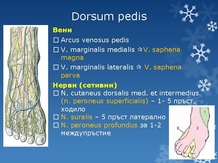 Dorsum pedis Вени � Arcus venosus pedis � V. marginalis medialis V. saphena magna