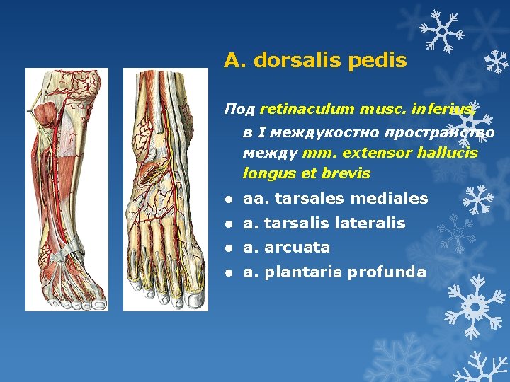 A. dorsalis pedis Под retinaculum musc. inferius, в І междукостно пространство между mm. extensor