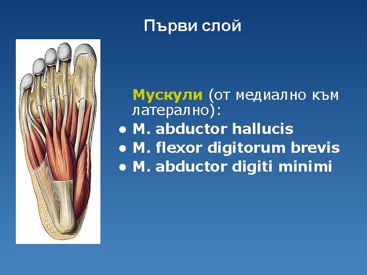 Първи слой Мускули (от медиално към латерално): l M. abductor hallucis l M. flexor