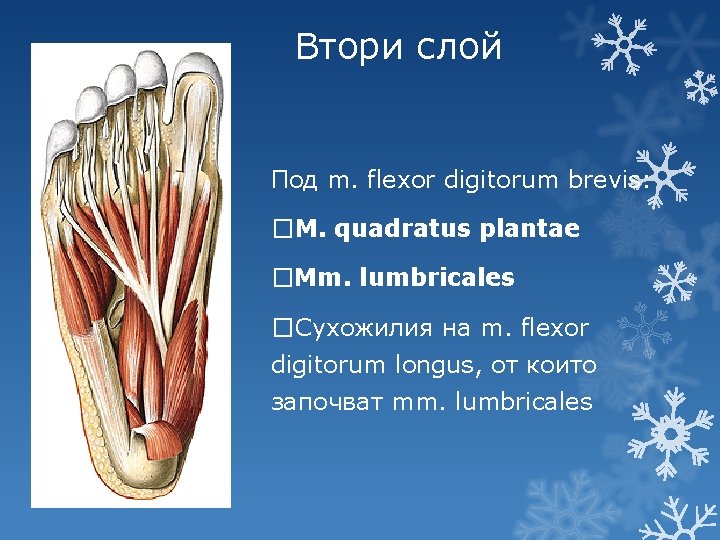 Втори слой Под m. flexor digitorum brevis: �M. quadratus plantae �Mm. lumbricales �Сухожилия на