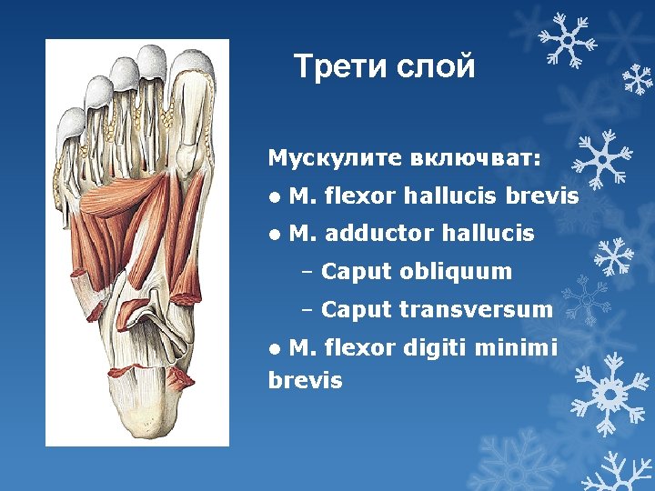 Трети слой Мускулите включват: l M. flexor hallucis brevis l M. adductor hallucis –