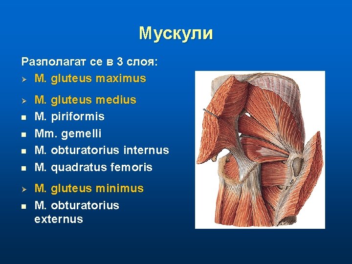 Мускули Разполагат се в 3 слоя: Ø M. gluteus maximus Ø n n Ø