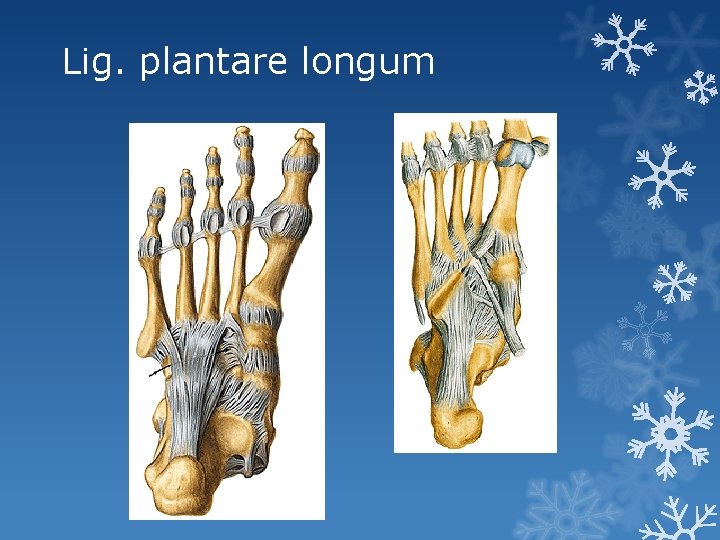 Lig. plantare longum 