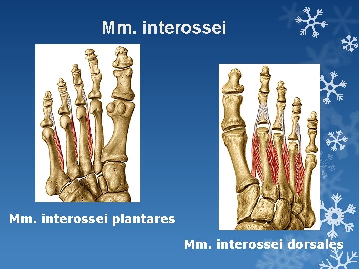 Mm. interossei plantares Mm. interossei dorsales 