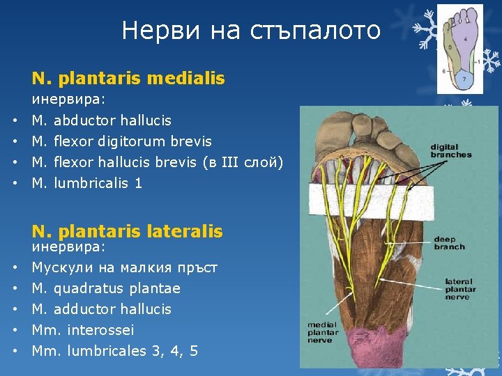 Нерви на стъпалото N. plantaris medialis инервира: • • M. abductor hallucis M. flexor