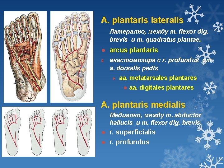 A. plantaris lateralis Латерално, между m. flexor dig. brevis и m. quadratus plantae. l