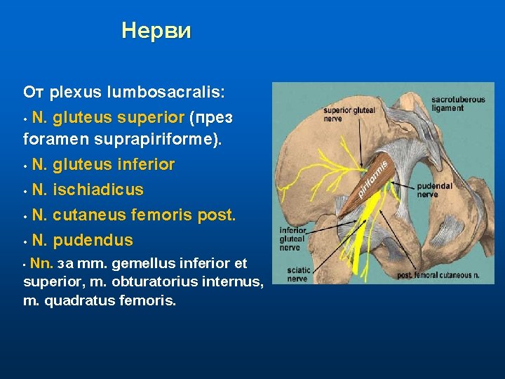 Нерви От plexus lumbosacralis: • N. gluteus superior (през foramen suprapiriforme). • N. gluteus