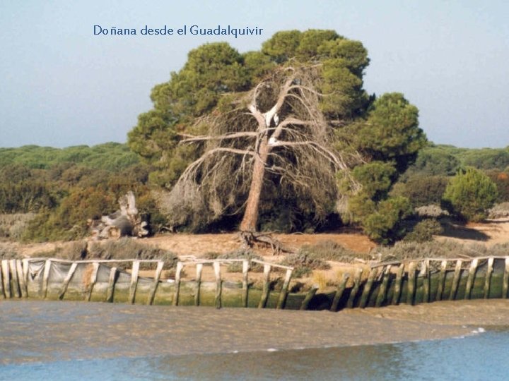 Doñana desde el Guadalquivir 