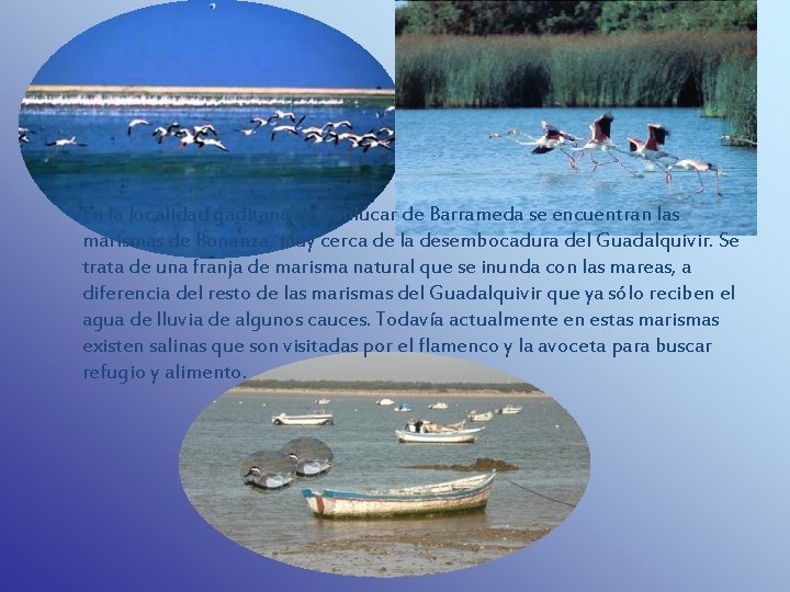 En la localidad gaditana de Sanlúcar de Barrameda se encuentran las marismas de Bonanza,