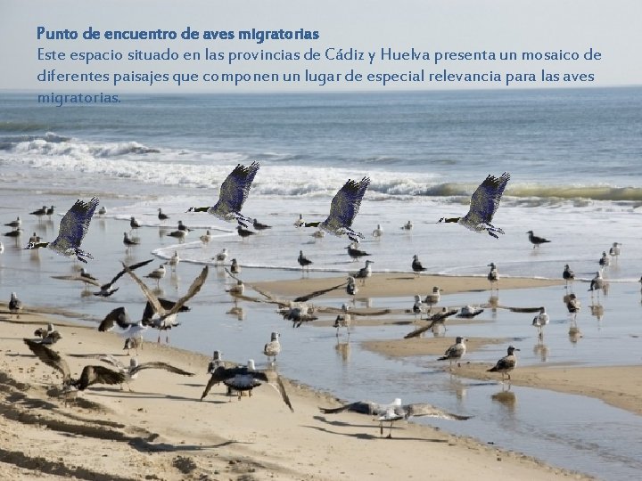 Punto de encuentro de aves migratorias Este espacio situado en las provincias de Cádiz