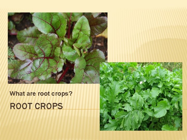 What are root crops? ROOT CROPS 