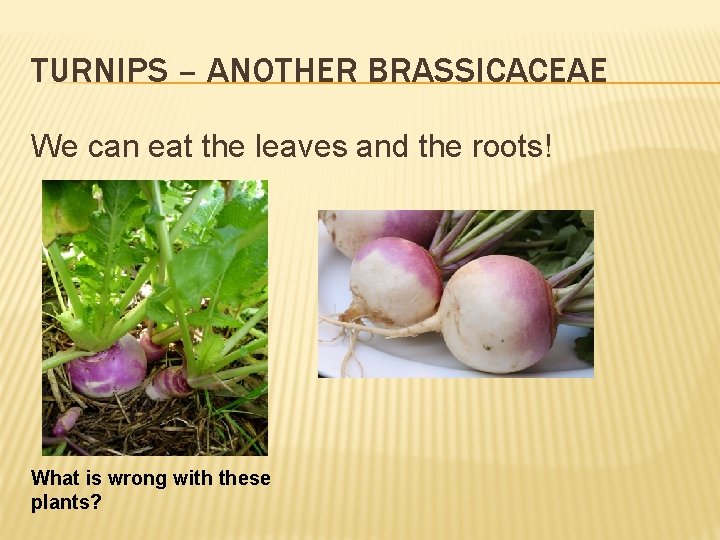 TURNIPS – ANOTHER BRASSICACEAE We can eat the leaves and the roots! What is