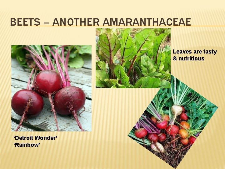 BEETS – ANOTHER AMARANTHACEAE Leaves are tasty & nutritious ‘Detroit Wonder’ ‘Rainbow’ 