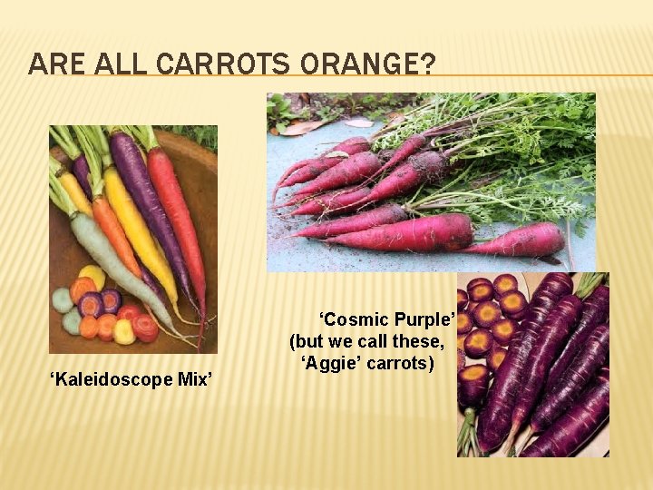 ARE ALL CARROTS ORANGE? ‘Kaleidoscope Mix’ ‘Cosmic Purple’ (but we call these, ‘Aggie’ carrots)