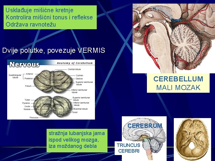 Usklađuje mišićne kretnje Kontrolira mišićni tonus i reflekse Održava ravnotežu Dvije polutke, povezuje VERMIS