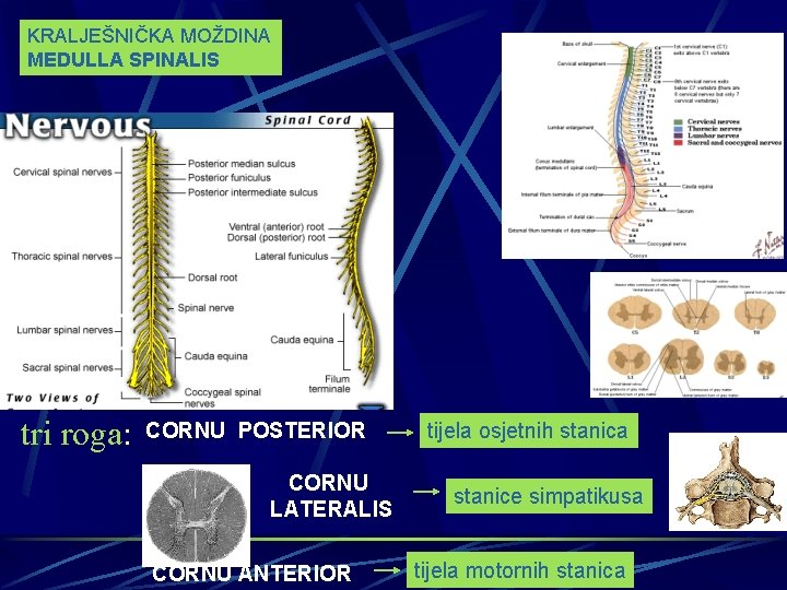 KRALJEŠNIČKA MOŽDINA MEDULLA SPINALIS CAUDA EQUINA tri roga: CORNU POSTERIOR CORNU LATERALIS CORNU ANTERIOR