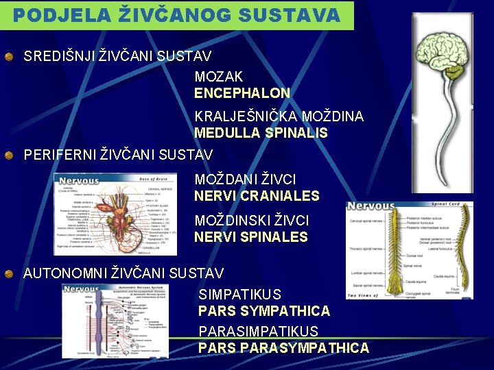 PODJELA ŽIVČANOG SUSTAVA SREDIŠNJI ŽIVČANI SUSTAV MOZAK ENCEPHALON KRALJEŠNIČKA MOŽDINA MEDULLA SPINALIS PERIFERNI ŽIVČANI