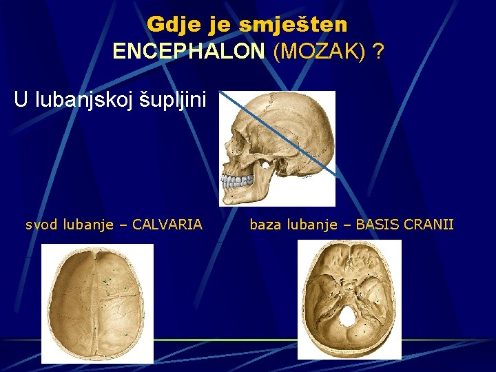 Gdje je smješten ENCEPHALON (MOZAK) ? U lubanjskoj šupljini svod lubanje – CALVARIA baza