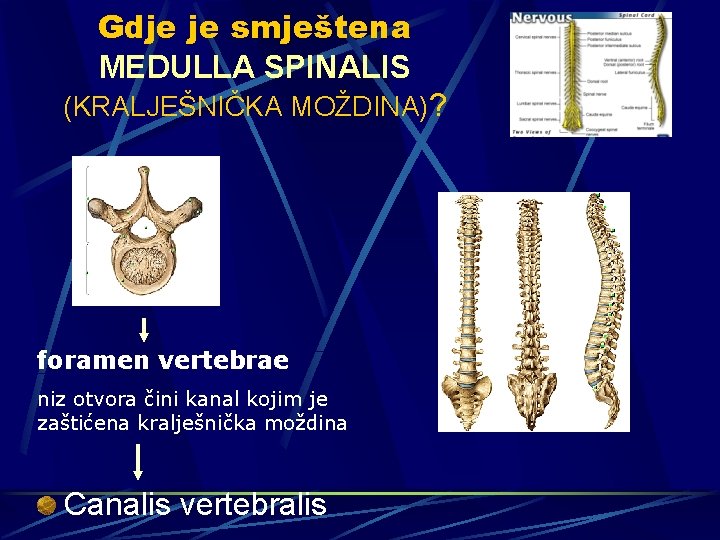 Gdje je smještena MEDULLA SPINALIS (KRALJEŠNIČKA MOŽDINA)? foramen vertebrae niz otvora čini kanal kojim