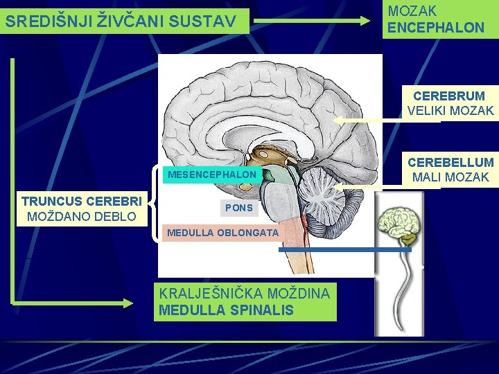 SREDIŠNJI ŽIVČANI SUSTAV MOZAK ENCEPHALON CEREBRUM VELIKI MOZAK MESENCEPHALON TRUNCUS CEREBRI MOŽDANO DEBLO PONS