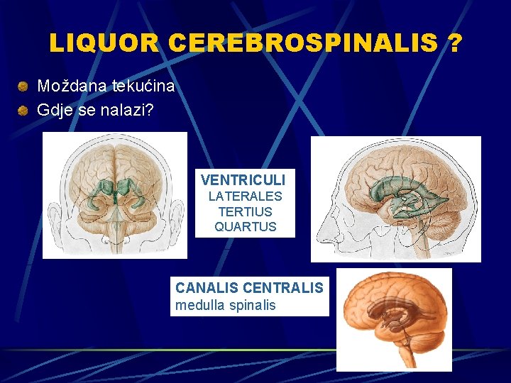 LIQUOR CEREBROSPINALIS ? Moždana tekućina Gdje se nalazi? VENTRICULI LATERALES TERTIUS QUARTUS CANALIS CENTRALIS