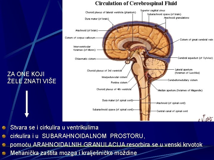 ZA ONE KOJI ŽELE ZNATI VIŠE Stvara se i cirkulira u ventrikulima cirkulira i