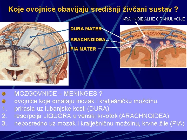 Koje ovojnice obavijaju središnji živčani sustav ? ARAHNOIDALNE GRANULACIJE DURA MATER ARACHNOIDEA PIA MATER