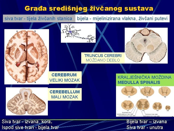 Građa središnjeg živčanog sustava siva tvar - tijela živčanih stanica bijela - mijelinizirana vlakna,