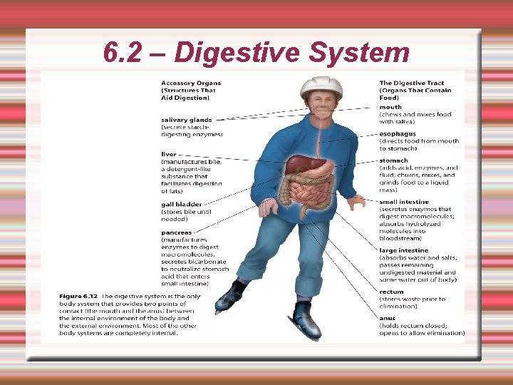 6. 2 – Digestive System 