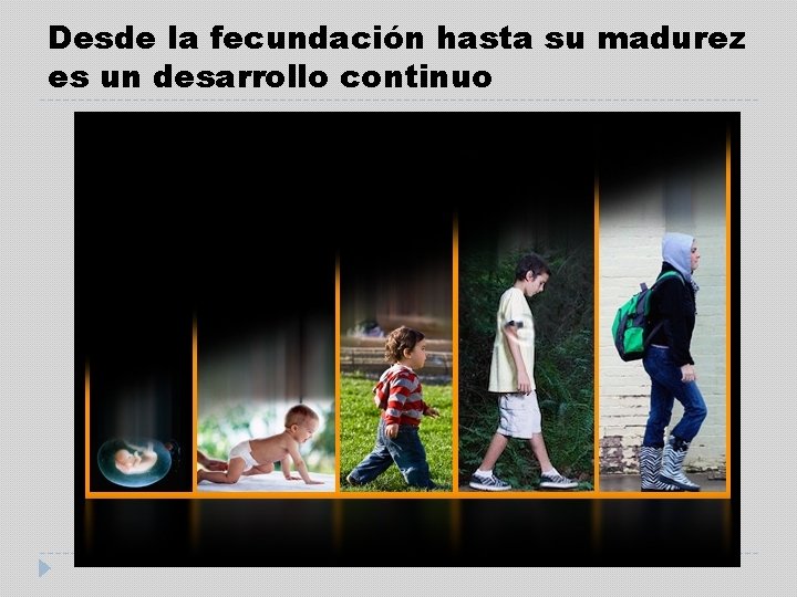 Desde la fecundación hasta su madurez es un desarrollo continuo 